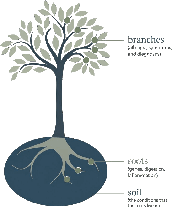A tree with branches labeled as signs, symptoms and diagnoses, roots labeled as genes, digestion and inflammation, and soil as the conditions the roots live in