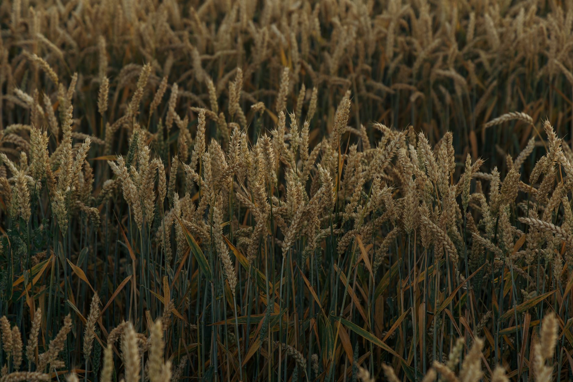 Why Is Everyone Suddenly Sensitive to Gluten?